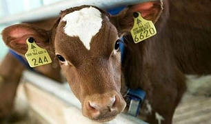 Маркування та ідентифікація тварин