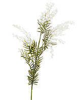 Гілка мімози біла велика