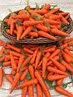 Морква декоративна ( 6 см ) VM-257