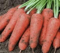 Семена Морковь Болтекс 2 грамма Clause