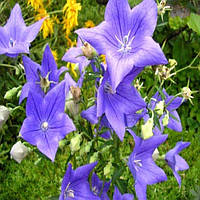 Семена цветов Платикодон крупноцветковой, голубой, Legutko, Польша, 50 шт.