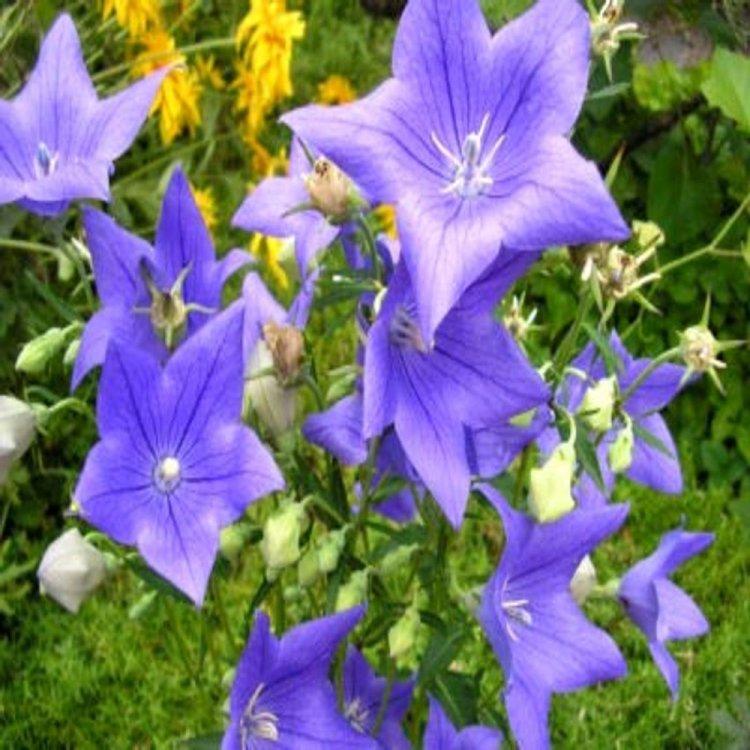Семена цветов Платикодон крупноцветковой, голубой, Legutko, Польша, 50 шт. - фото 1 - id-p2093237737