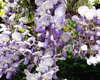 Вистерия (Глициния) WISTERIA SINENSIS C. 10 L h 200 BLU