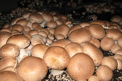 Грибна коробка Королівського Коричнева шампіньйона Готовий набір для вирощування грибів Сімейний 30 х 30 см