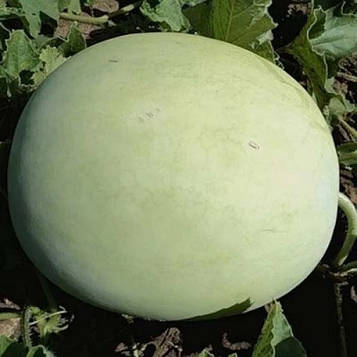 Насіння кавуна Ціліснолистий-215 (2г)