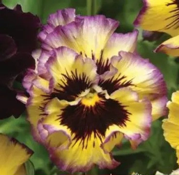 Віола FRIZZLE SIZZLE F1 Lemonberry PanAmerican 5 шт, фото 1