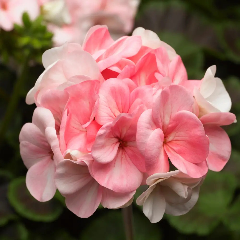 Пеларгонія Pinto Premium F1 White to rose Syngenta 5 шт