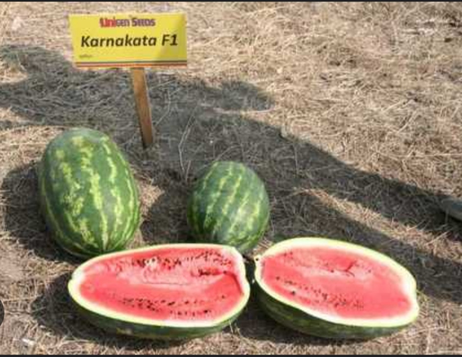 Кавун Карнаката F1 (Карнак F1) 5ш. з профупаковки, United Genetics
