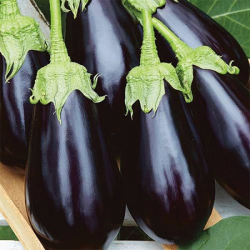 Насіння баклажану Універсал-6 (0,3г), фото 1