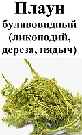 Плаун булавовидный (дереза, пядич), трава сухая, 20 грамм.