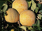 Диня Медова казка 2 г, фото 2