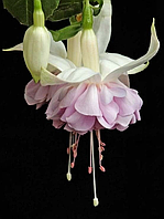 Фуксия Hollys Beauty (молодое ростение в горшке р9, высота 15-20 см)