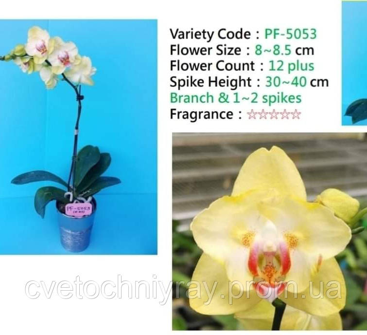 Орхидея Phal. Sand river /підліток 1.7, квітка 9 см, мутація не стабільна - фото 4 - id-p1495329170