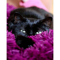Алмазна мозаїка Чорний котик в покривалі без підрамника розміром 40х50 см Strateg (JSFH85875)