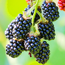 Саджанці Ожини 3-х річної