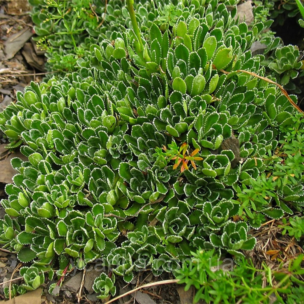 Ломикамінь (Каменеломка) Сріблястий Міні Saxifraga paniculata Mini 31 (горщик 0,5л)