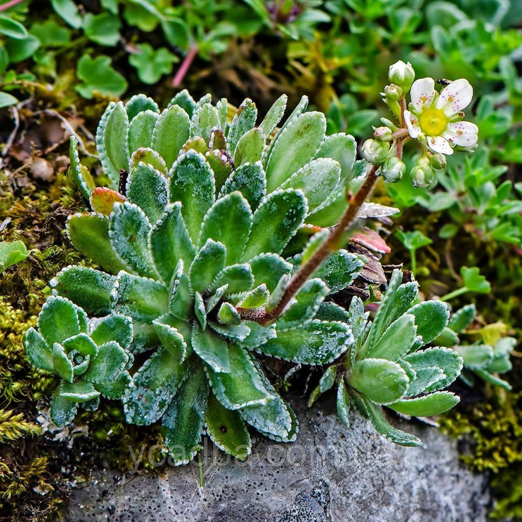 Ломикамінь (Каменоломка) волотистий Сріблястоокаймлений Saxifraga paniculata Argen 35 (горщик 0,5л)