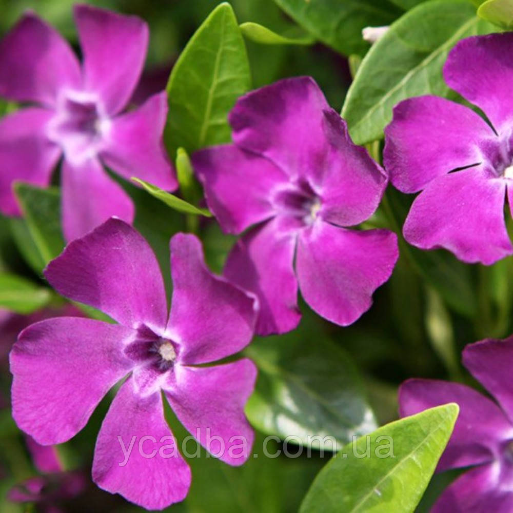 Барвінок Рубра Плена (горщик 0,5л), фото 1