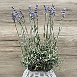 Зв'язка лаванда периста 34 см., фото 2