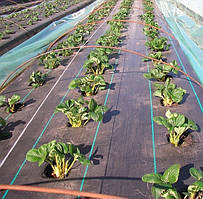 Агротканина Agreen (NEW) 85 г/м2 чорна, 3.2 м х 50 м в рулоні, для полуниці