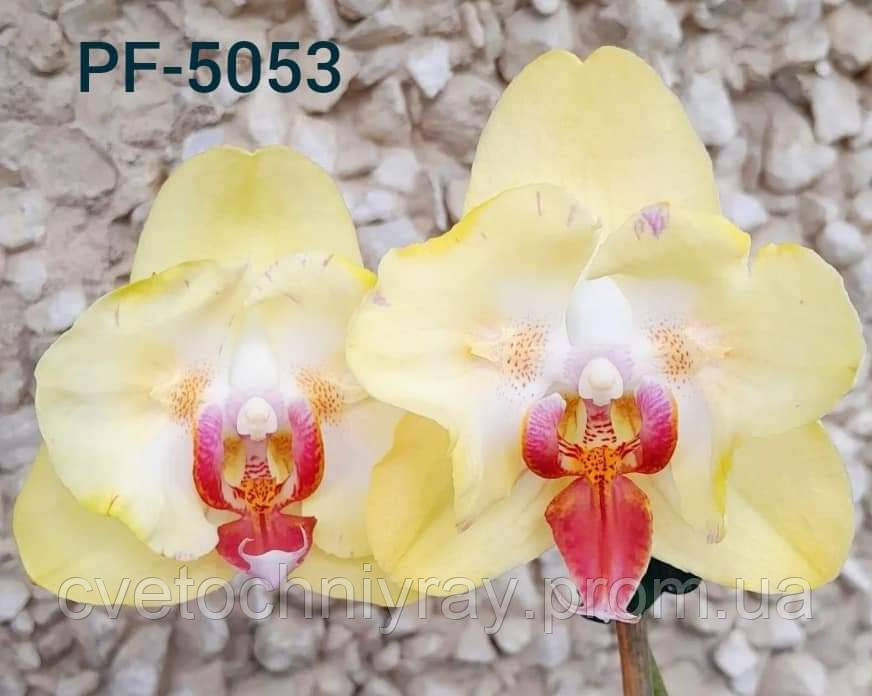 Орхидея Phal. Sand river /підліток 1.7, квітка 9 см, мутація не стабільна - фото 5 - id-p1495329170