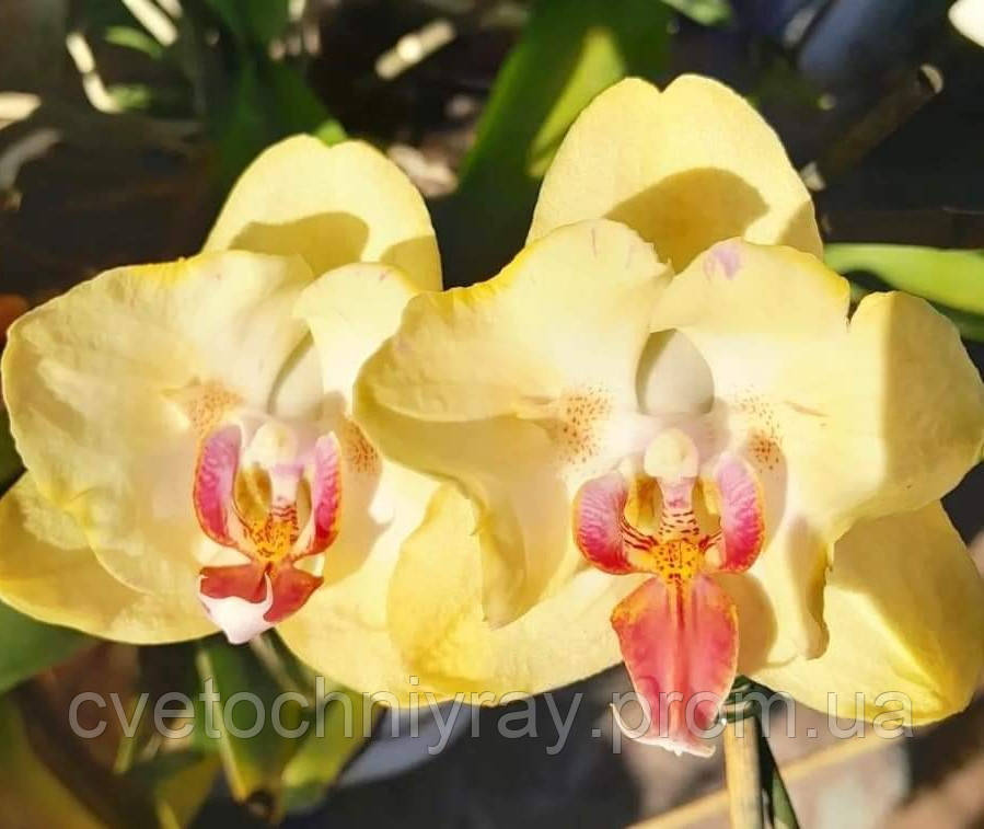 Орхидея Phal. Sand river /підліток 1.7, квітка 9 см, мутація не стабільна - фото 6 - id-p1495329170