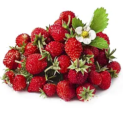 Насіння Суниця Регіна 0,2г