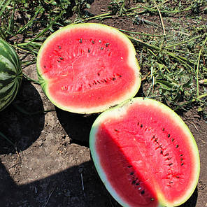Насіння Кавун Топ Ган F1 5 шт, Syngenta Seeds B.V., Нідерланди, фото 4