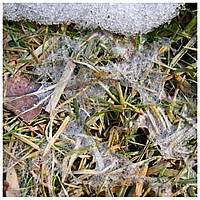 Чим небезпечна снігова пліснява для газону і як з нею боротися?