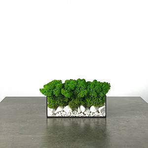 Скляний прямокутний флораріум моссаріум зі стабілізованим мохом