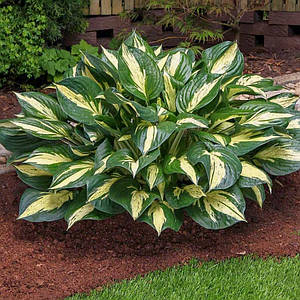 Хоста 'Revolution' ®. Контейнер 2л/3л