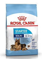 Сухой корм для щенков и лактирующих собак крупных пород Royal Canin Maxi Starter до 2 меc., 4 кг