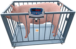 Ваги для свиней з обрешіткою