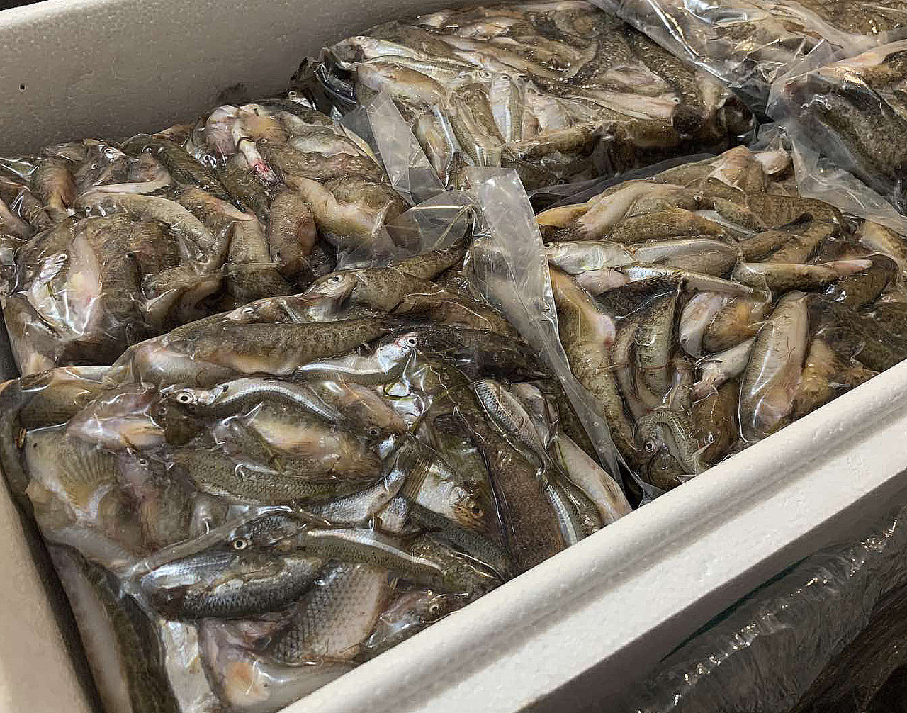 Рыба свежемороженая морская для кормления креветки Розенберга 30 (кг) - фото 2 - id-p2094774586