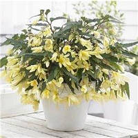 Насіння SeedEra Бегонія болівійська Копакабана жовта F1 5 нас.