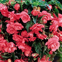 Бегонія ампельна махрова Шансон Рожева F1 10 шт, Яскрава