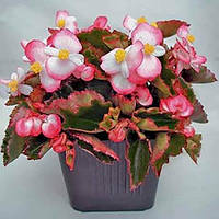 Бегонія вічноквітуча Лученець F1 10 нас., Яскрава