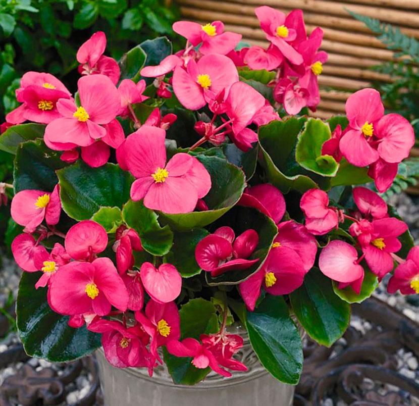 Бегонія вічноквітуча Варіація F1 10 нас., Яскрава, фото 1