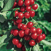 Черешня колоновидна "Монморансі"