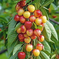 Черешня колоновидна "Рожева"