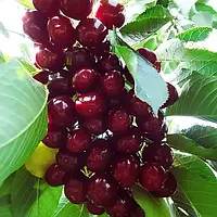 Черешня колоновидна рубіново-червона "Червона помада"