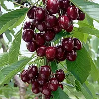 Черешня колоновидна "Захват"(рання)