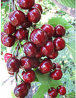 Черешня колоновидна "Тютчевка"