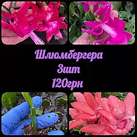 🌺 Шлюмбергера 🌺