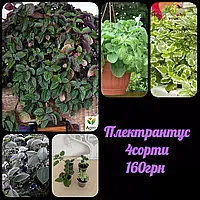 🌺 Плектрантус. Набір 4 сорти🌺