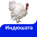 Індики