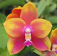 Орхідея Phal. Pylo's Novelty, Підліток 1,7, aroma