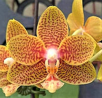 Орхідея Phal. Zheng Min Kangaroo,  Підліток 1,7, aroma
