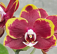 Орхідея Phal. Black Gold, Підліток 1,7, Aroma