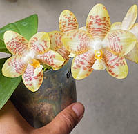 Орхідея Phal. Chang Maw Jade x Gigantea , Підліток 1,7, aroma